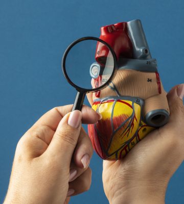 view-anatomic-heart-model-educational-purpose-with-magnifying-glass